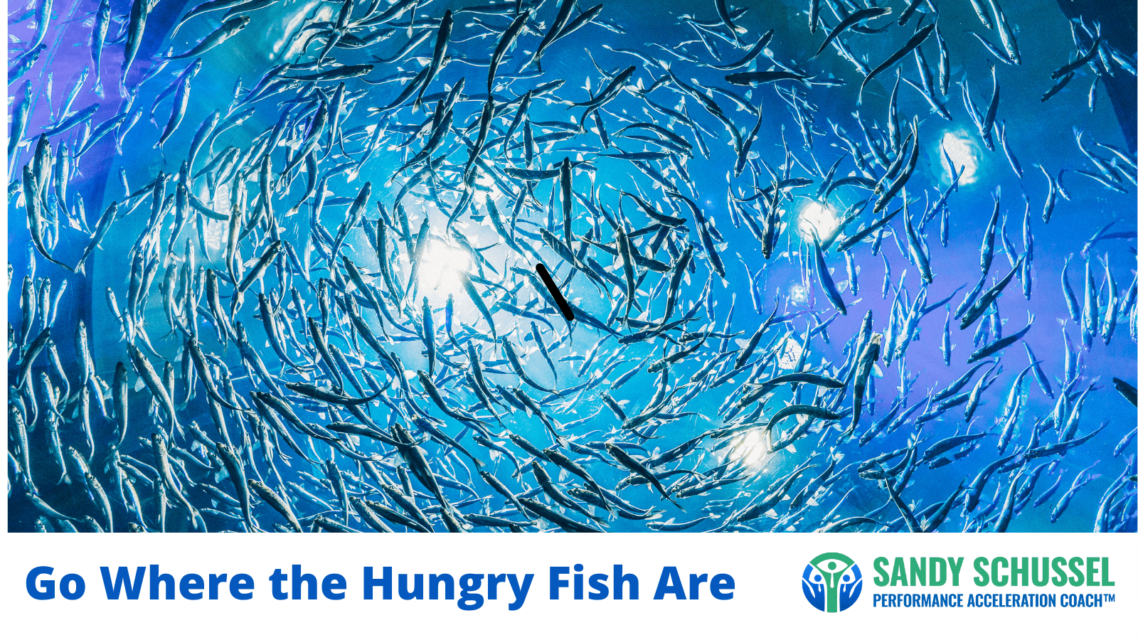 Go Where the Hungry Fish Are