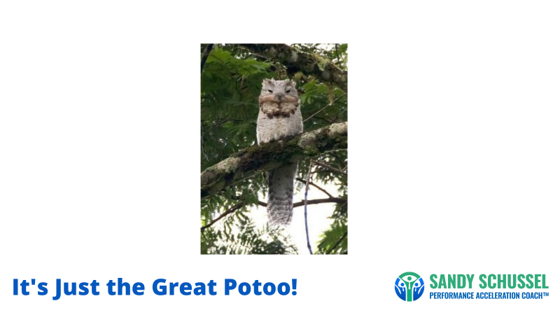 Great Potoo